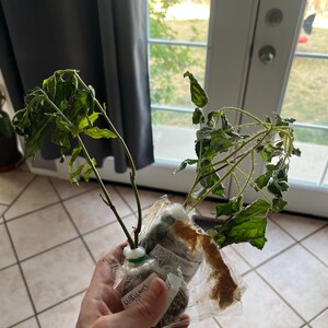 Taylor added a photo of their purchase