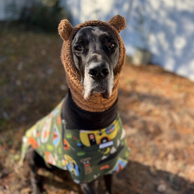 Cute Dog Snood With Ears, Great Dane Accessories, Extra Large Dog