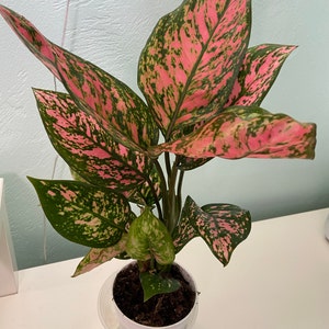 Ann Margaret Phelps added a photo of their purchase