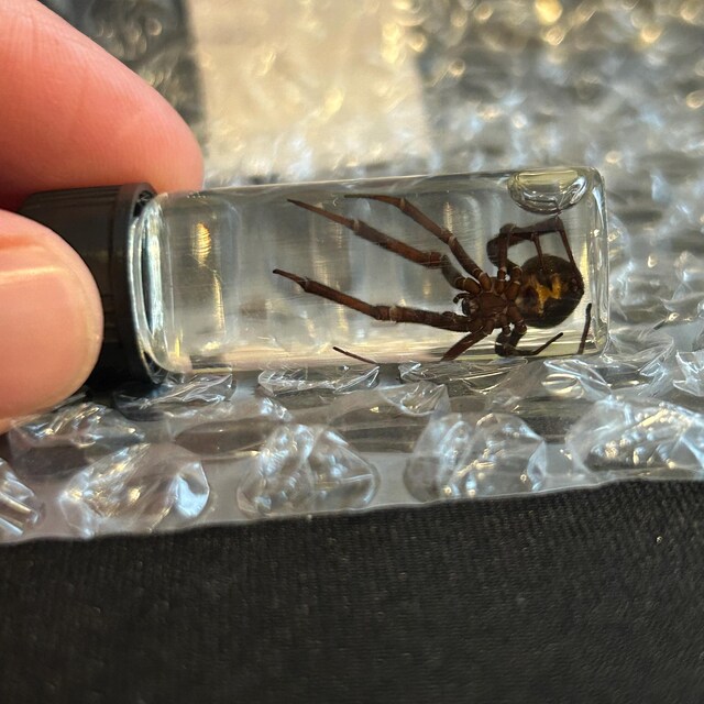 Réplique d'araignée veuve noire Latrodectus mactans encadrée - France
