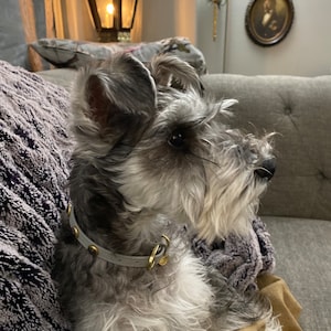 Gray Leather Dog Collar with gemstones, Luxury gray dog collar, Gemstone Dog Collar, Hematite Dog Collar, Cool Dog Collar