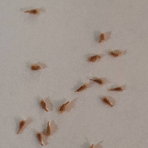 Inactive account added a photo of their purchase