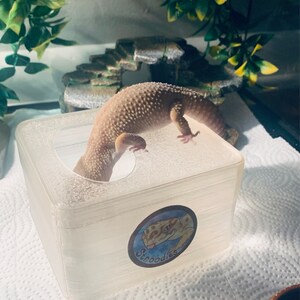 Stroodies Dig Box
