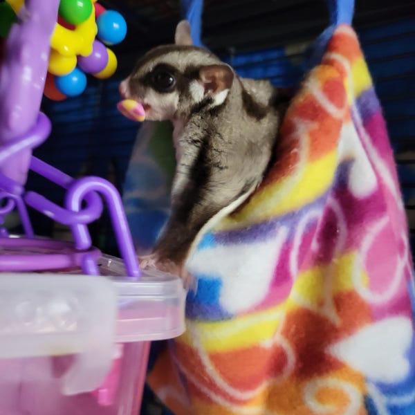 Curated visual reference: Gallery Detail: Sugar Glider Set Glider Hide Suggie Safe Toy All Natural