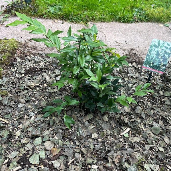 40 Cherry Laurel Hedging 25-40cm Tall Potted