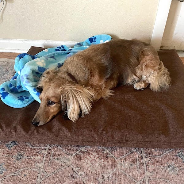 View of Washable Dog Crate Cover in Natural - Etsy