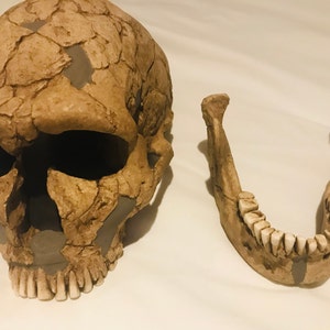 ネアンデルタール人の頭蓋骨のレプリカ - Etsy 日本