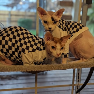 Frances added a photo of their purchase