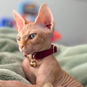 Charlie hat ein Foto des gekauften Artikels hinzugefügt