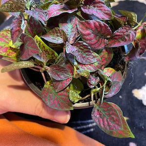 Alyssa added a photo of their purchase