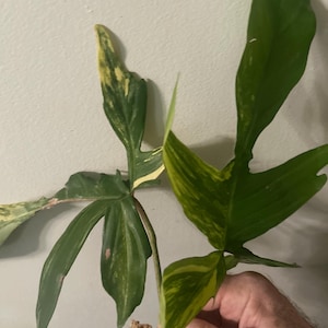 Eric added a photo of their purchase