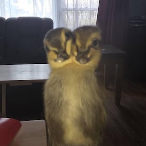 Ron さんが購入した商品の写真を追加しました