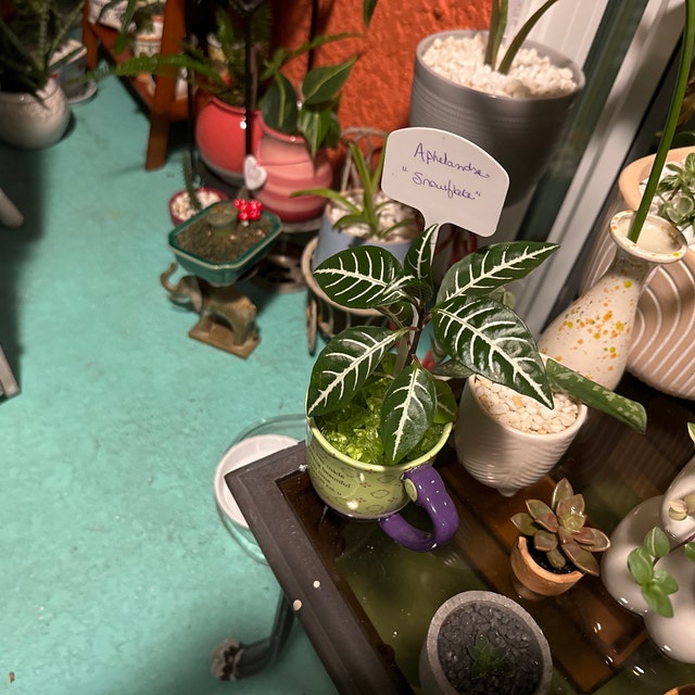 Aphelandra 