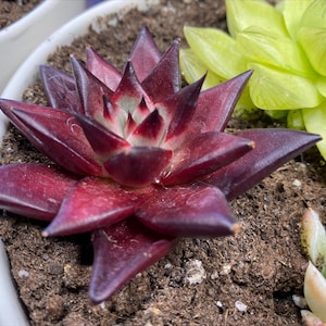 John added a photo of their purchase