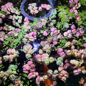 Jessica added a photo of their purchase