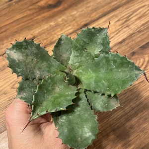 New Agave Hybrid Parrasana x Isthmesis -【新着】アガベハイブリッド