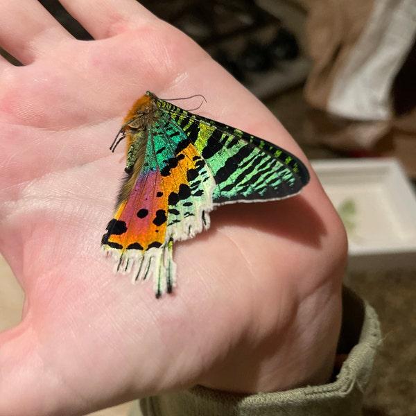 Real Sunset Moth Chrysiridia Rhipheus Madagascar - Etsy
