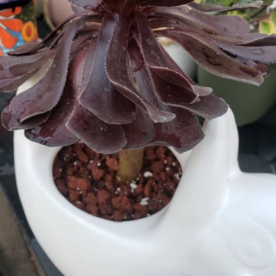 Aeonium Zwartkop black Rose Succulent Plant - Etsy