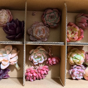 Lynn added a photo of their purchase