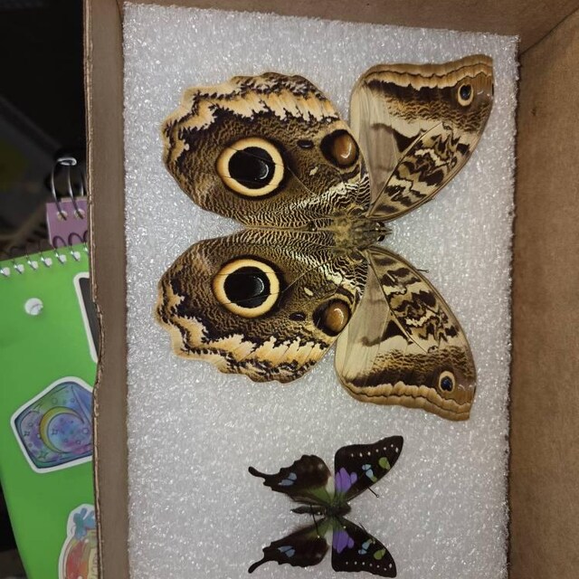Graphium Weiskei Blue Black Purple Green Butterfly Papua New