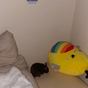 Inactive account added a photo of their purchase