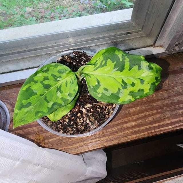 Aglaonema Pictum Tricolor Starter Plant **(ALL Plants Require You