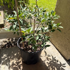 Davine added a photo of their purchase