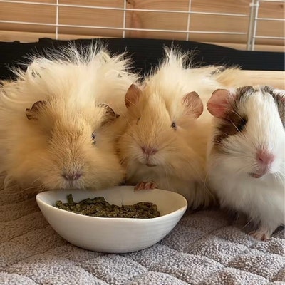 Beautiful view of Guinea Pig Crunchy Snack Brewery