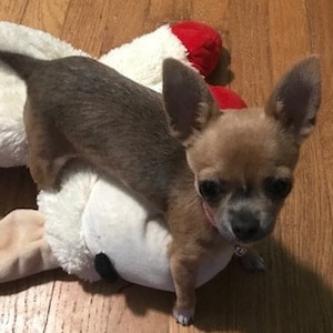 B. added a photo of their purchase