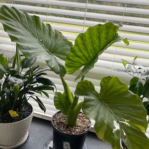 Lotenne added a photo of their purchase