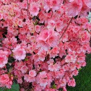 Robert ha añadido una foto de su compra