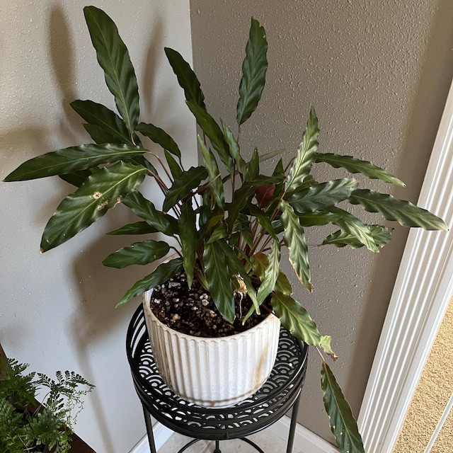dracaena marginata wie groß Dracaena marginata
