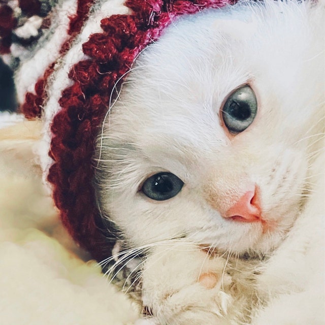 Humour : après les bonnets pour chats voici les bonnets pour vos  chiens - Le challenge du tricot solidaire
