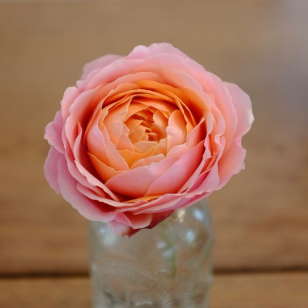 Rose “romantic Antike” 浪漫古董strong Fragrance Live Shrub Plant Ownroot, 1 ...