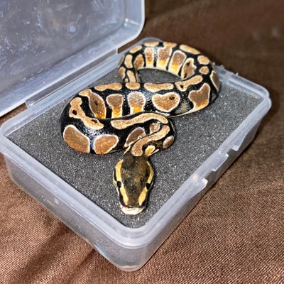 Customizable Ball Python Miniature / Figure / Sculpture / Necklace ...