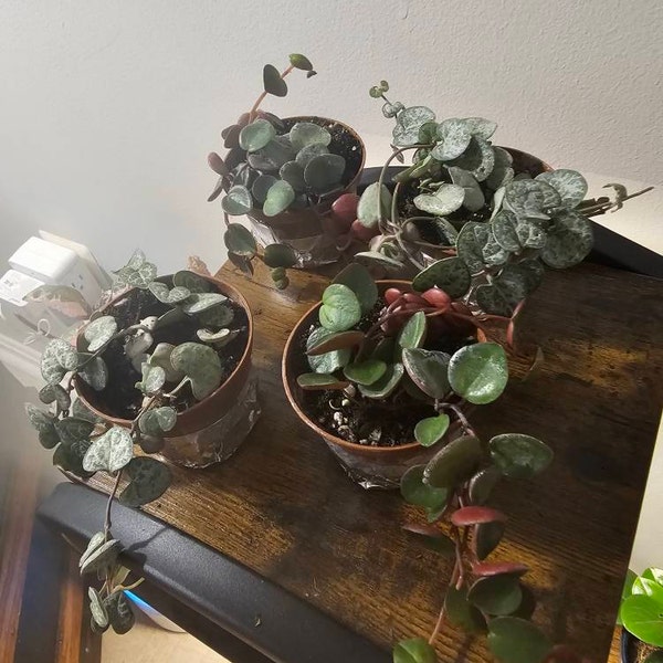 View HOUSE PLANTS by ArtandtheGarden on Etsy