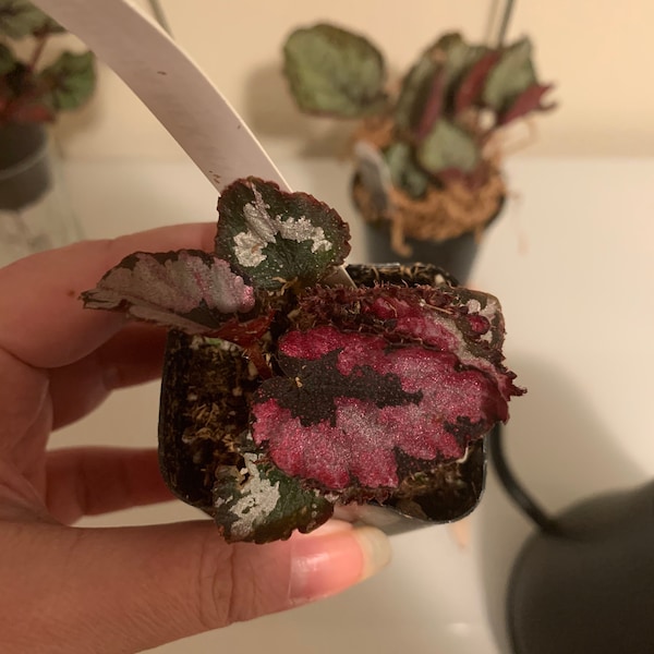 Rex Begonia 'glass Rose' - BFF EXCLUSIVE - Etsy