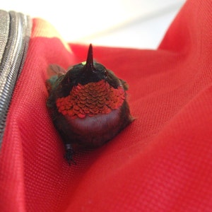 NEW Flower Single Hum-button™ With Lovely Window Spiral Holder Mini ...