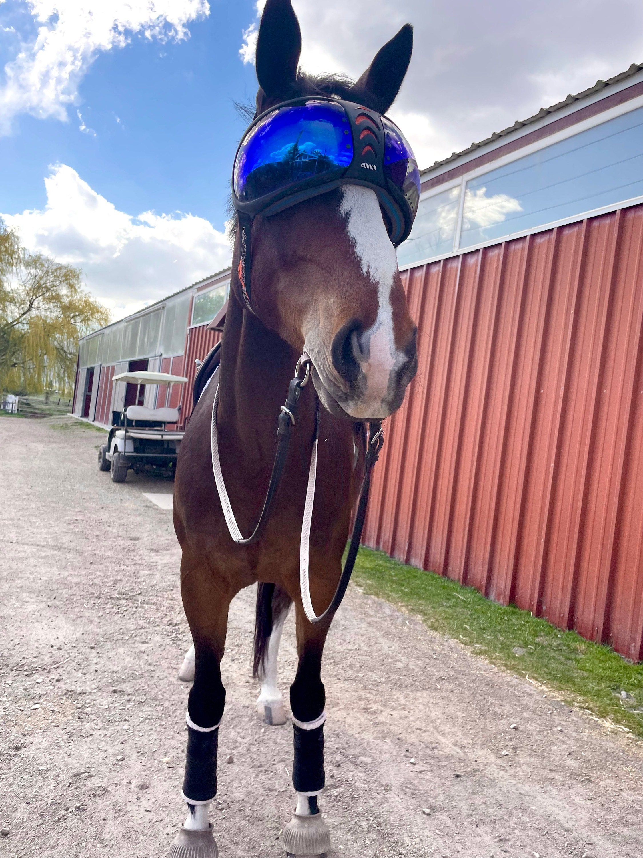 Bridleless Leather Bit