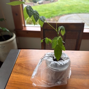 Comprador de Etsy ha añadido una foto de su compra