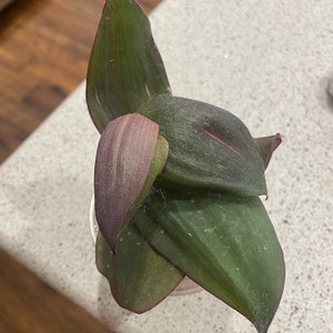 Variegated Hoya Compacta ,variegated Hindu Rope - Etsy