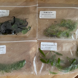 Tabitha hat ein Foto des gekauften Artikels hinzugefügt