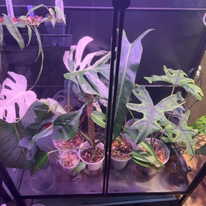 Alexandria added a photo of their purchase