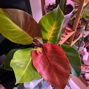 Josue added a photo of their purchase