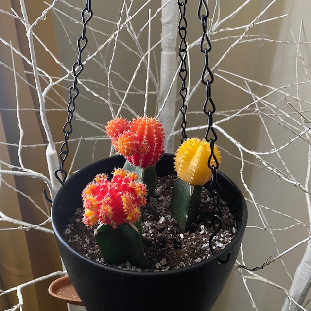 Grafted Yellow Cactus Plant - Etsy 日本
