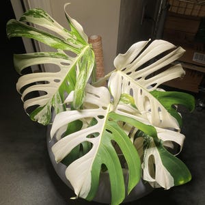 Jeremy added a photo of their purchase