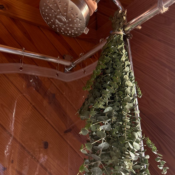 Large Fresh Eucalyptus Shower Bundle, Eucalyptus Shower Plant ...