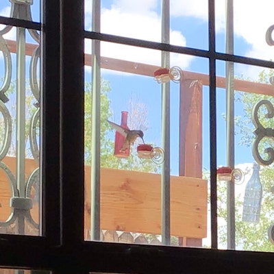 NEW Flower Single Hum-button™ With Lovely Window Spiral Holder Mini ...