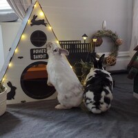 Modern Rabbit House, Indoor Rabbit Castle, Rabbit Furniture, Extra ...
