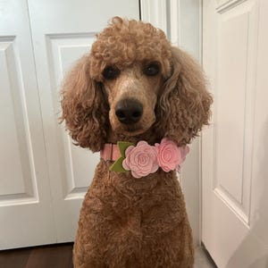 Cally ha añadido una foto de su compra